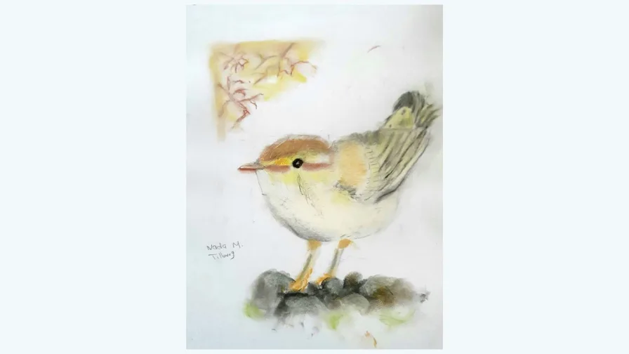 De Nieuwe Vincent Nada